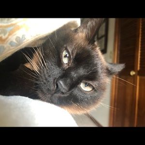 Meet your Posher, Pamela